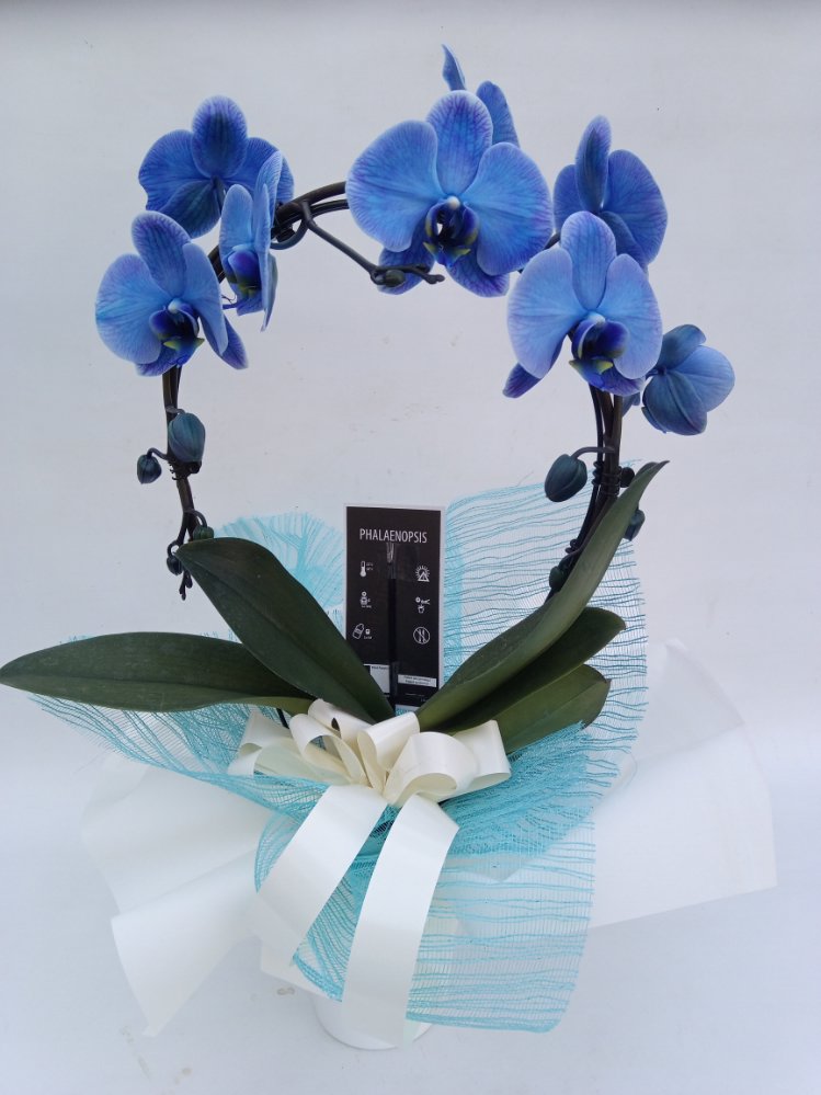 Phalaenopsis blu