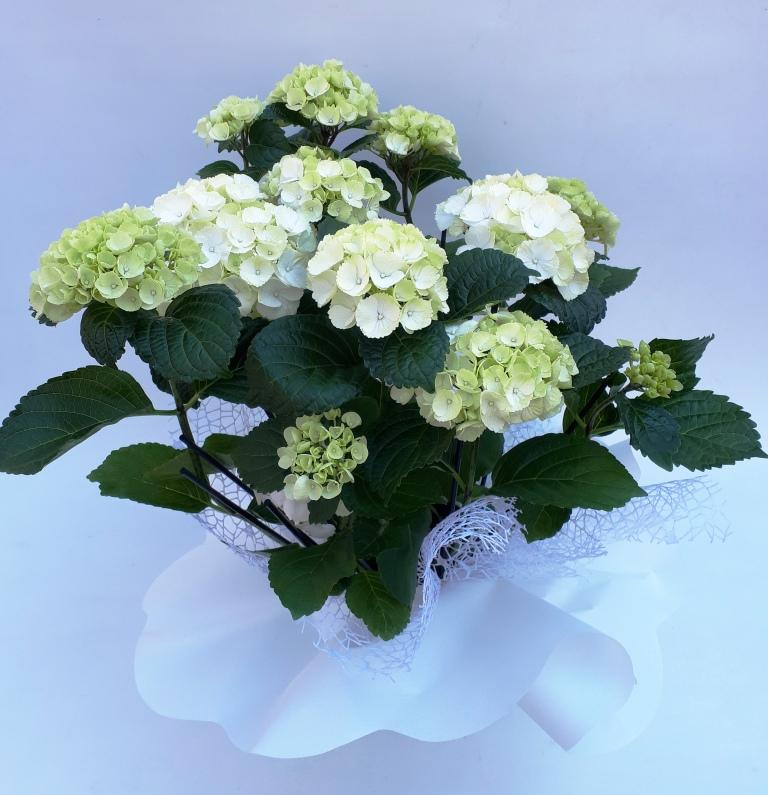 Ortensia bianca