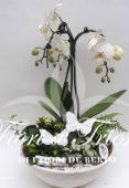 Composizione di phalaenopsis