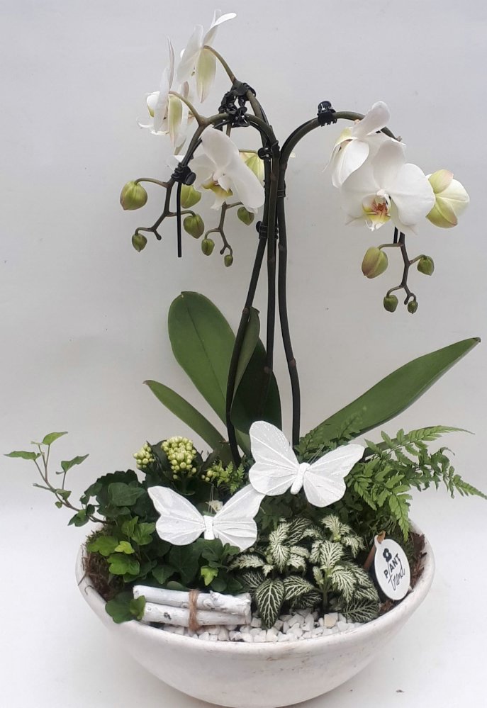 Composizione di phalaenopsis