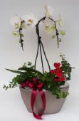 Ceramica con phalaenopsis ad ombrellino
