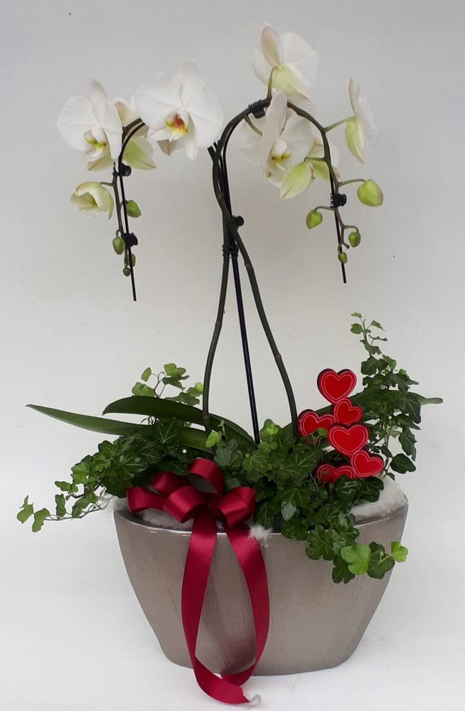 Ceramica con phalaenopsis ad ombrellino
