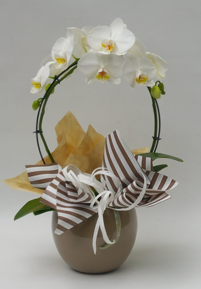 Foto Phalaenopsis ad arco con boule ceramica