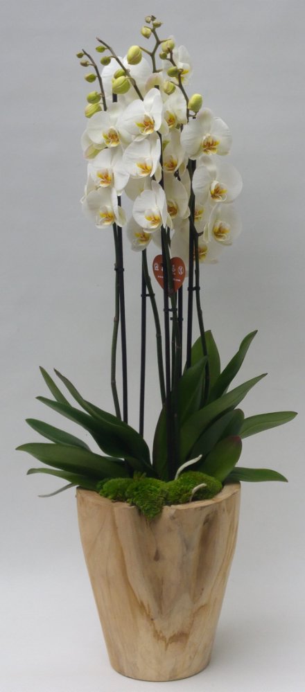 Phalaenopsis duetto con coprivaso.