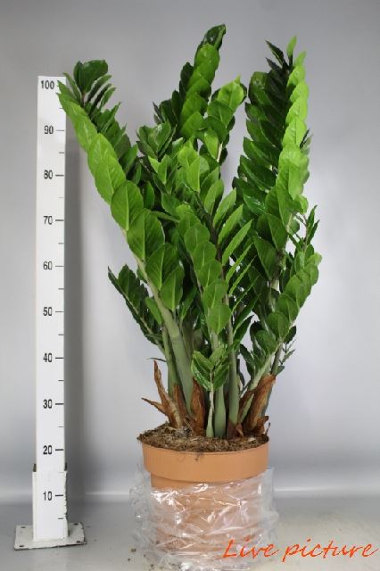 Zamia