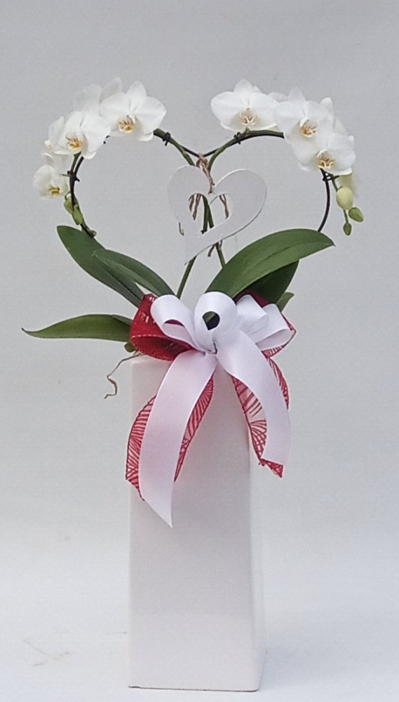 Phalaenopsys a cuore