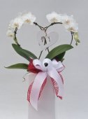 Phalaenopsys a cuore