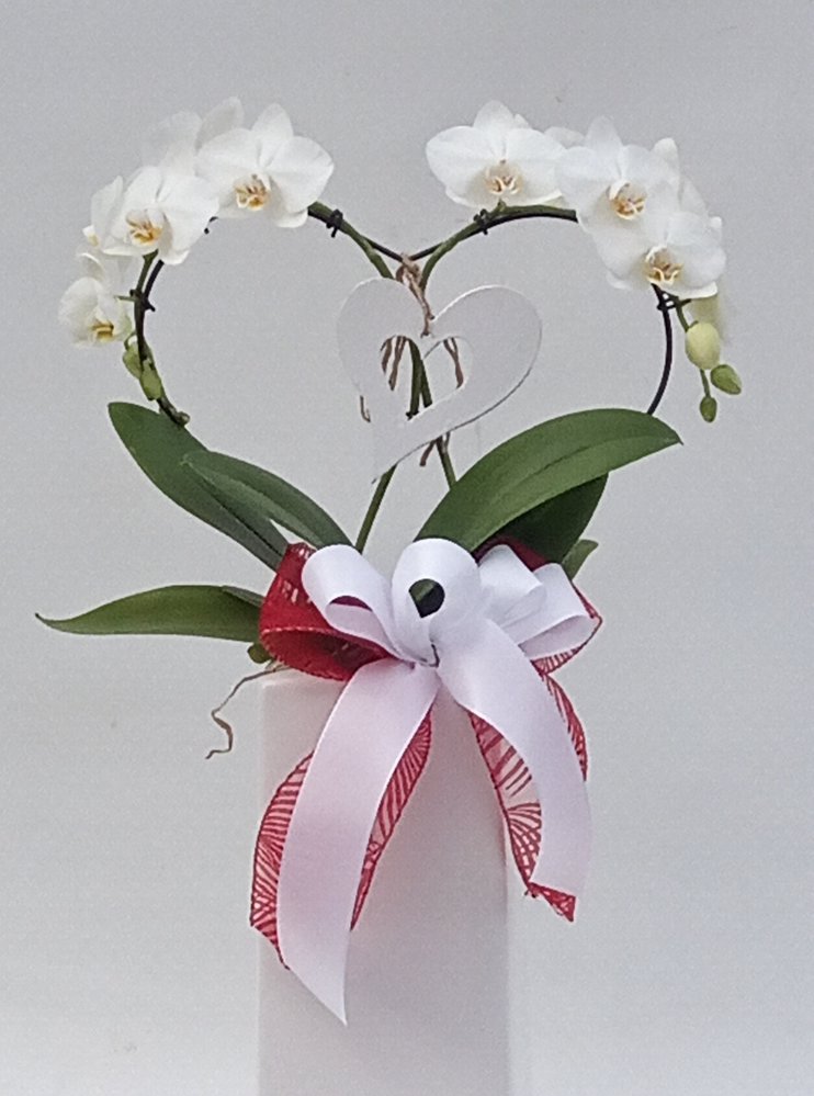 Phalaenopsys a cuore