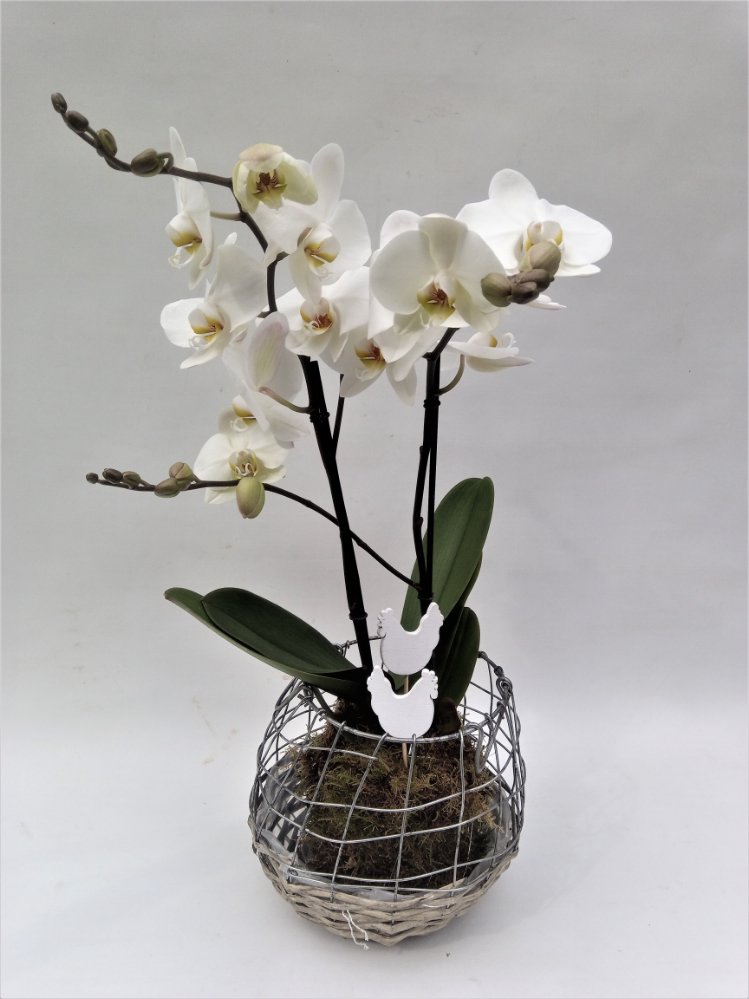 Phalaenopsis bianca