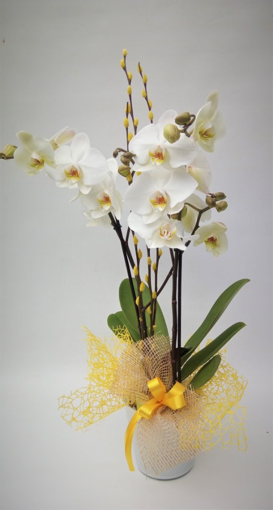 Foto Pianta Phalaenopsis