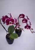 Phalaenopsis Swan