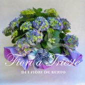Ortensie italiane