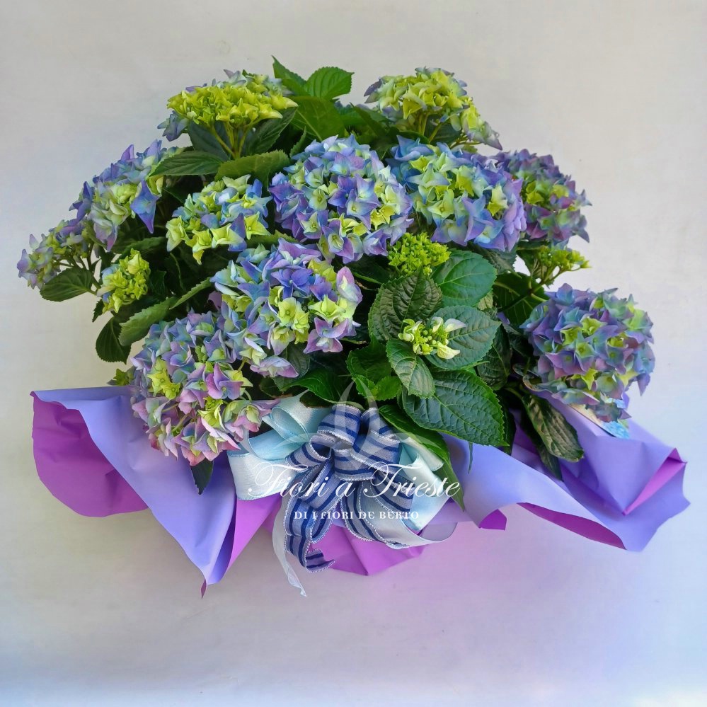 Ortensie italiane