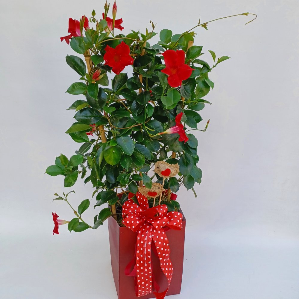 Dipladenia Rossa