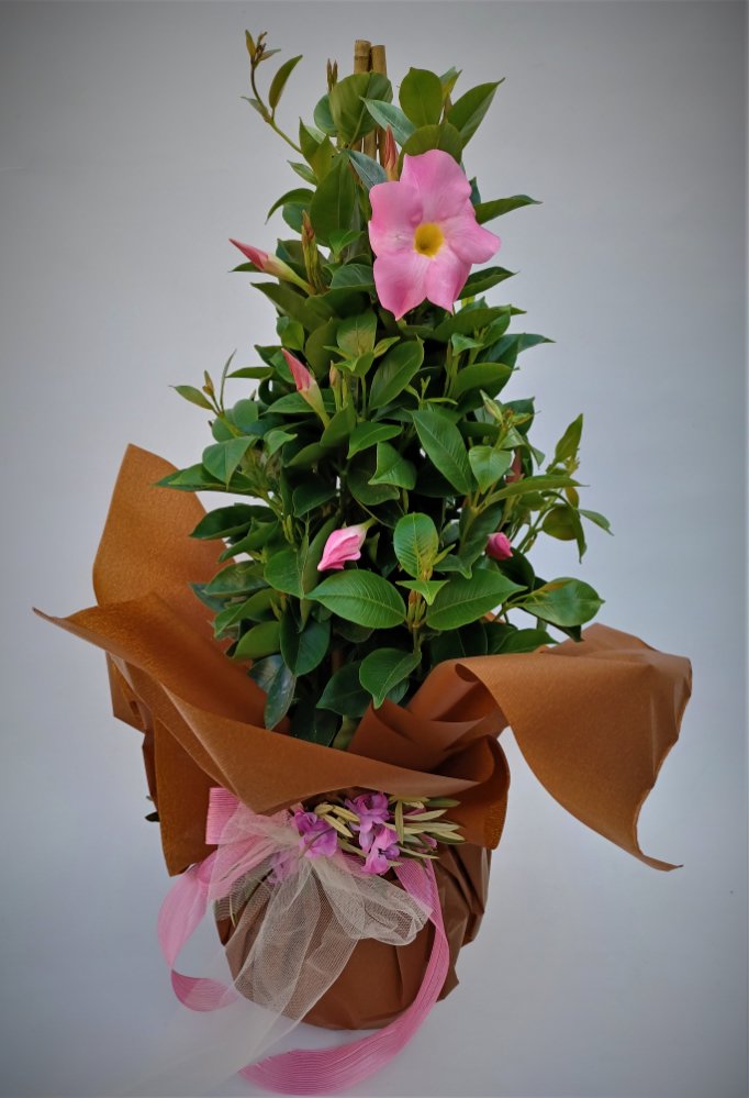 Foto Dipladenia  bianca