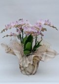 Phalaenopsis rosa antico.