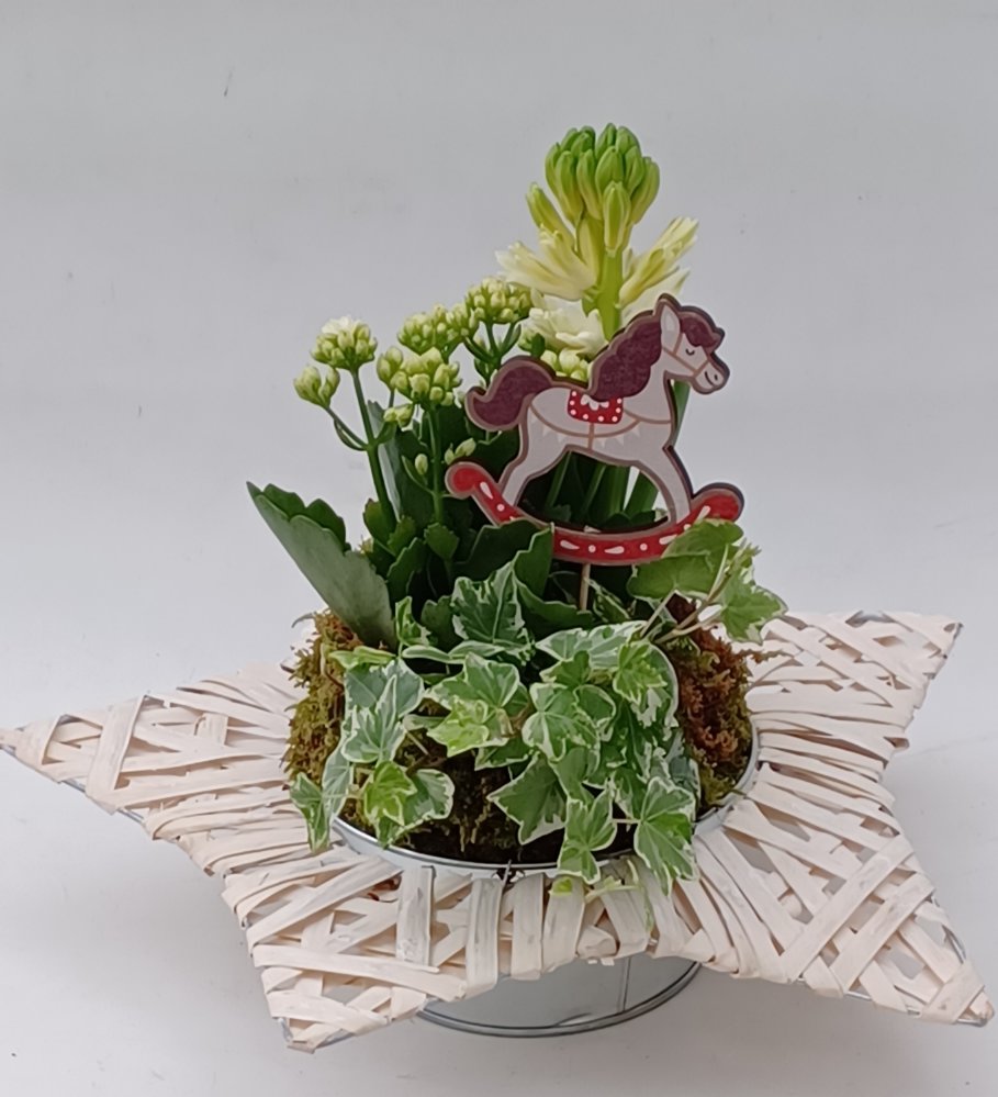 Foto Stella stellina.