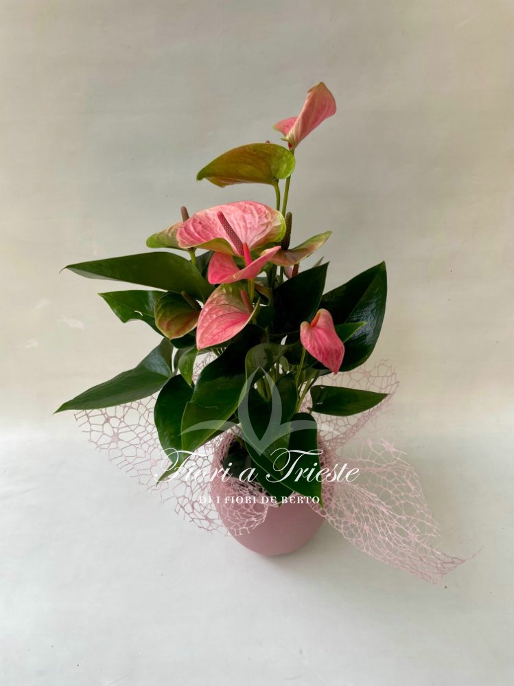 Foto Pianta di anthurium