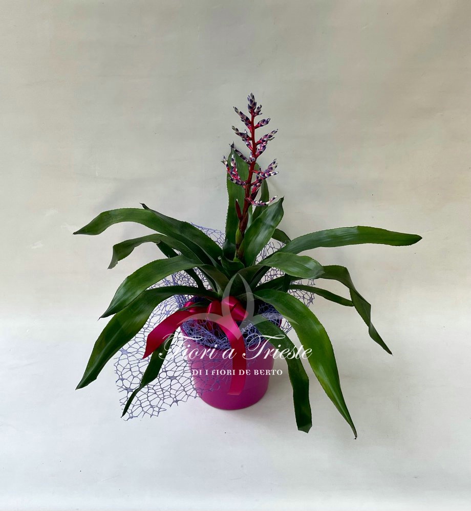 Foto Pianta bilbergia