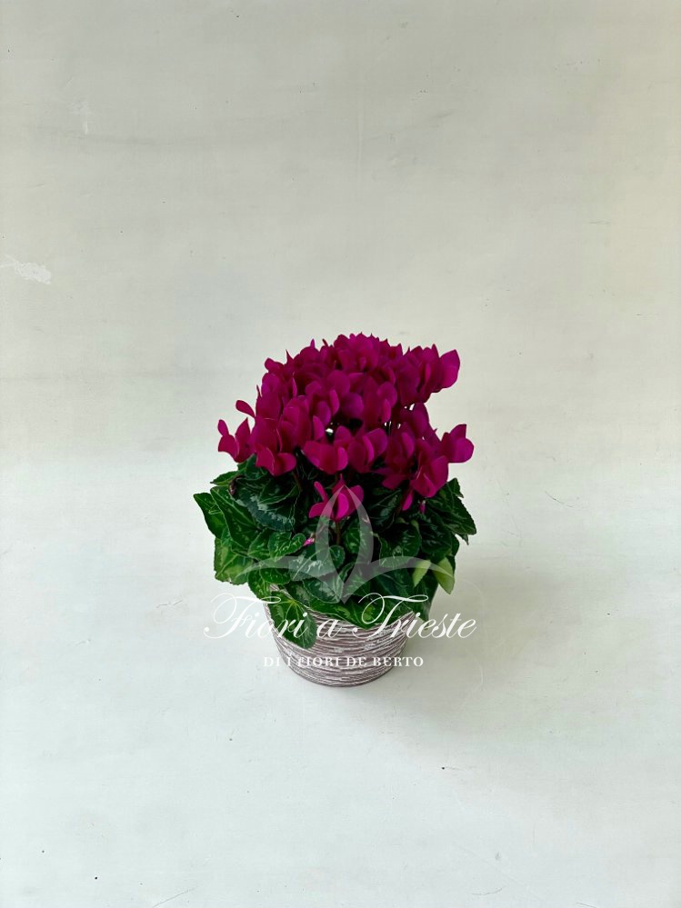 Foto Ciclamini viola
