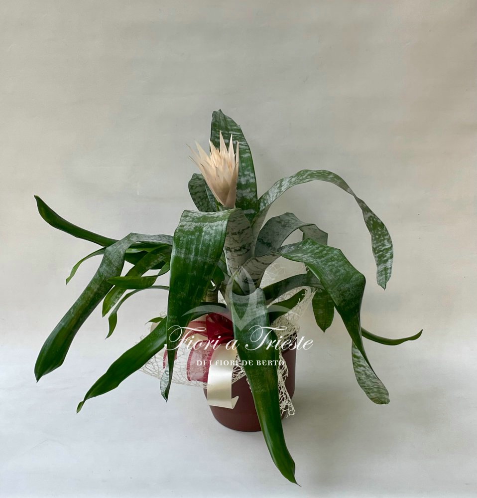 Foto Pianta bilbergia