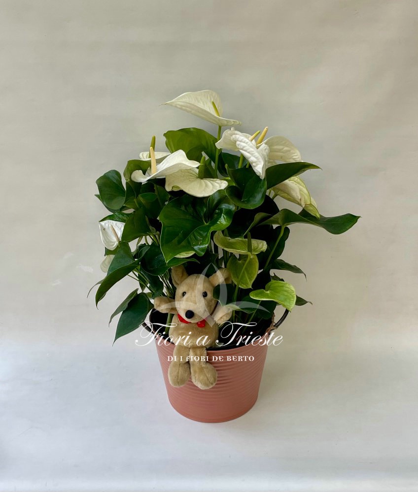 Foto Pianta anthurium bianco