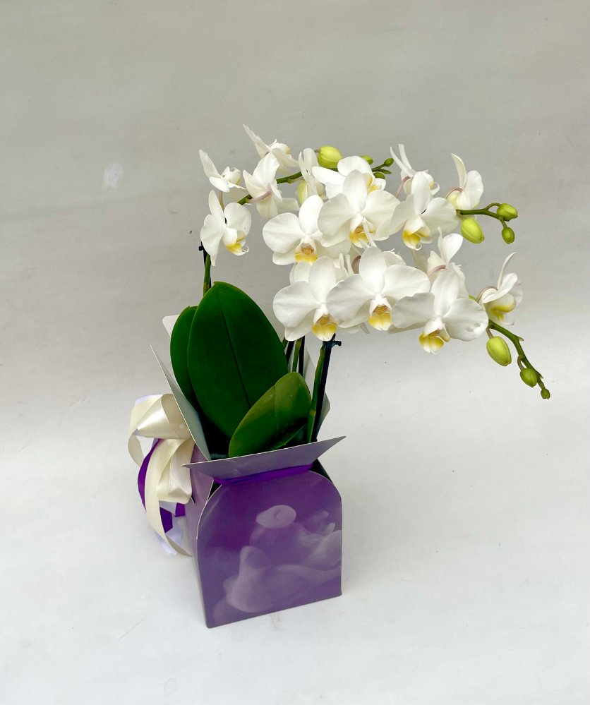 Foto Phalenopsis bianca con eco-pack