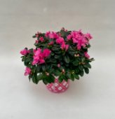 Azalea con coprivaso