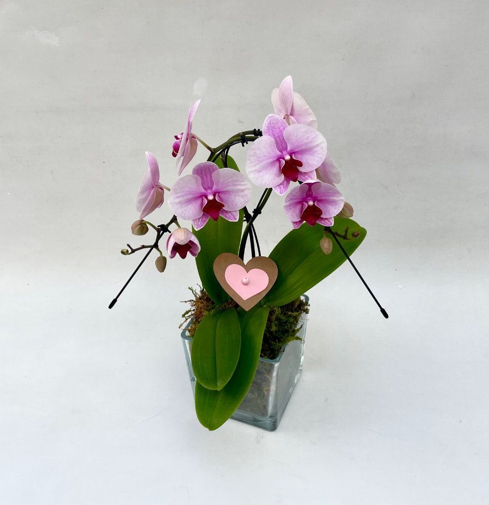 Foto 2 phalenopsis swan