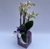 Phalenopsis con coprivaso