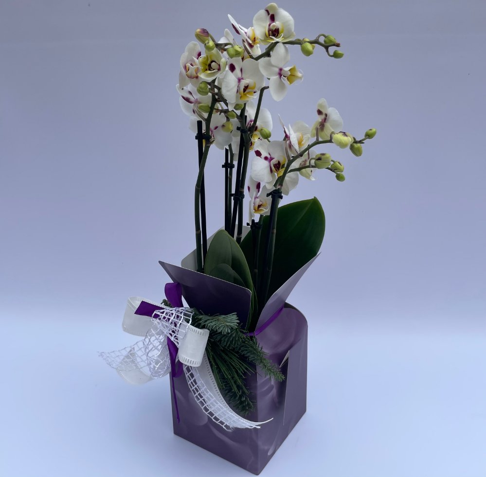 Foto Phalenopsis con coprivaso