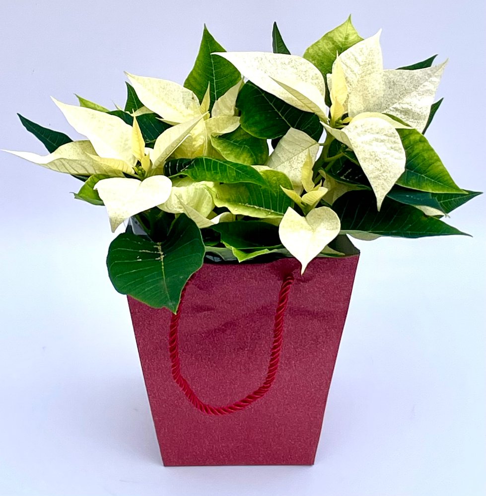 Foto Stella di natale singola bianca con busta brillanata