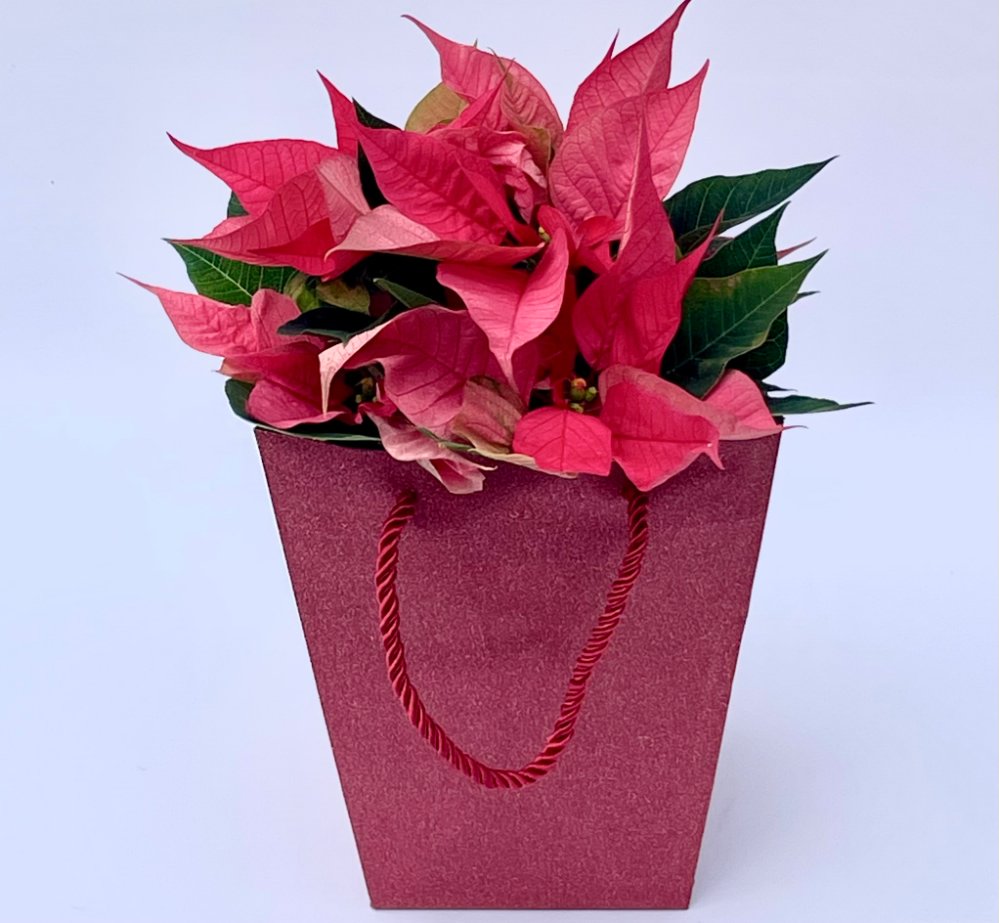 Foto Stella di natale singola con busta brillanata