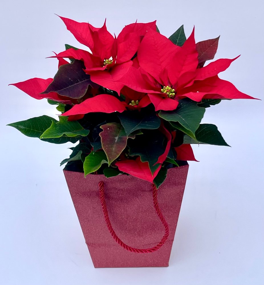 Foto Stella di natale singola rossa con busta brillanata