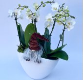 Ceramica phalenopsis a 6 rami