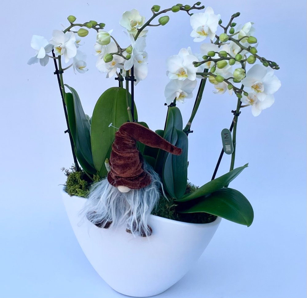 Foto Ceramica phalenopsis a 6 rami