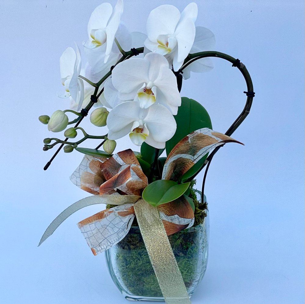 Foto Phalenopsis swan doppia in vetro