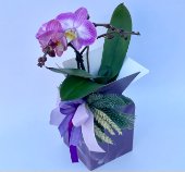 Scatola con phalenopsis