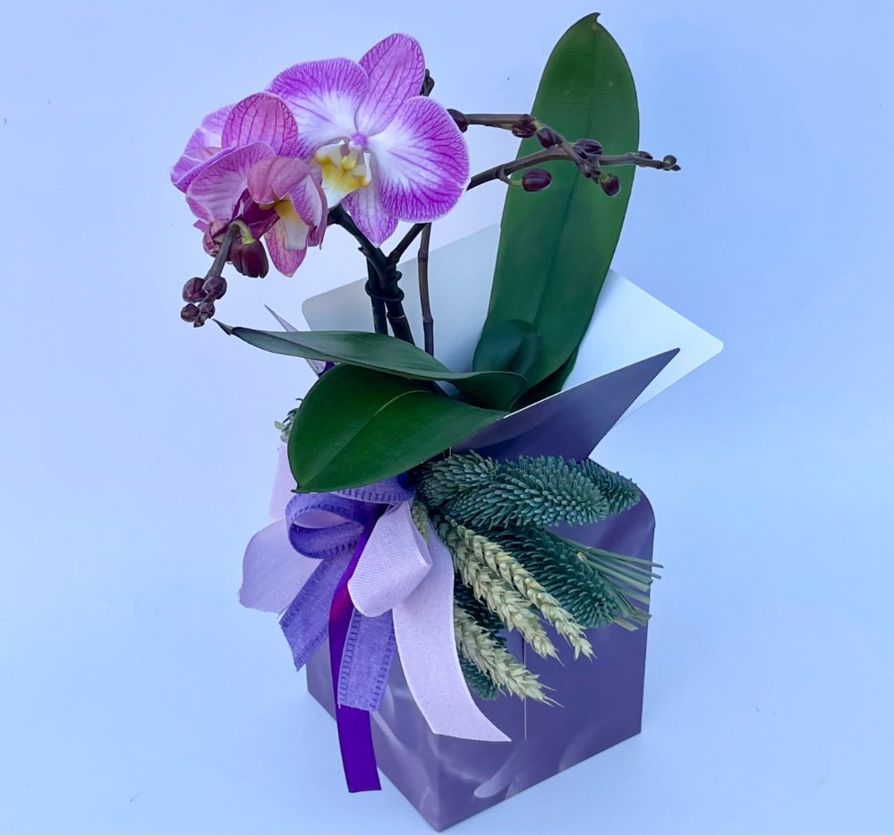 Foto Scatola con phalenopsis