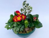 Ciotola di piante miste con primule, kalanchoe, giacinto, edera