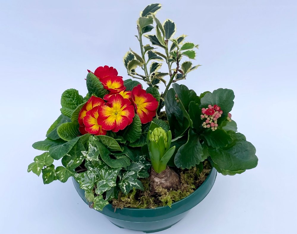 Ciotola di piante miste con primule, kalanchoe, giacinto, edera