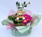 Composizione di piante miste con primule, kalanchoe ed evonimo, completata da elemento decorativo a forma di orsetto