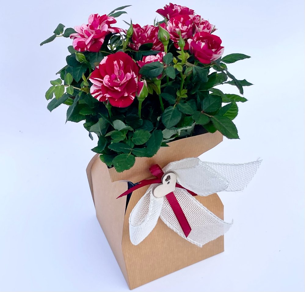 Foto composizione di san valentino con eco-packaging