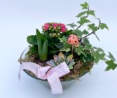 ciotola centrotavola di piante miste e coccinella